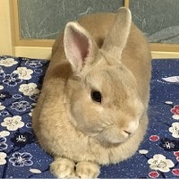 P_rabbit