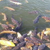 池鯉
