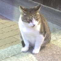 ぼすねこ