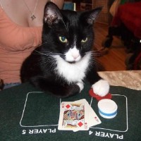 CatPardalis