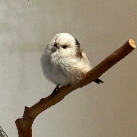 しまえなが