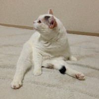 しろねこ